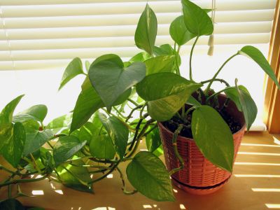 Pothos (Scindapsus aures)