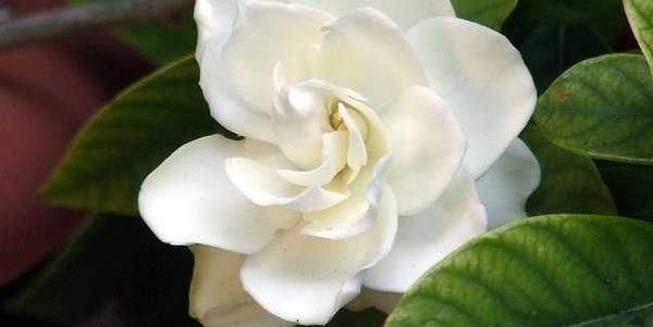 gardénia
