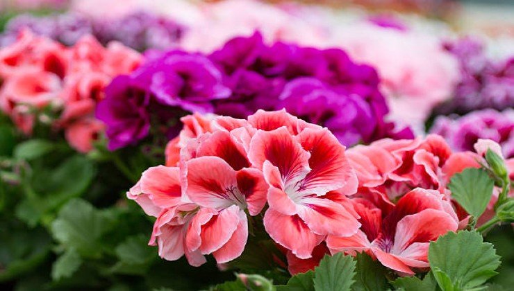 Géraniums colorés