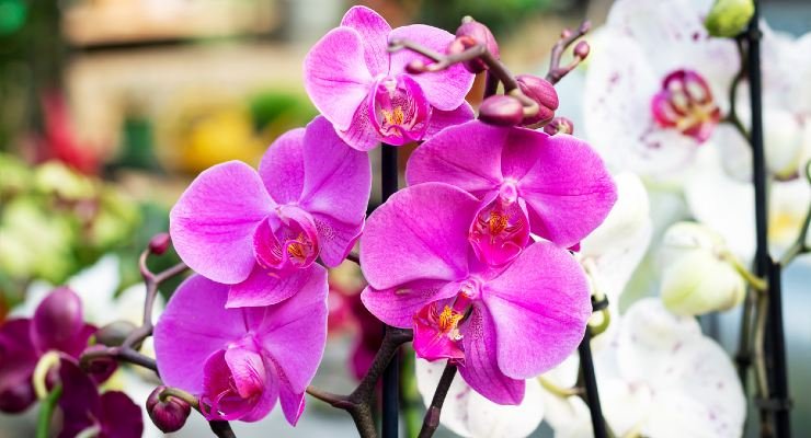 Fleurs, comment les faire revivre