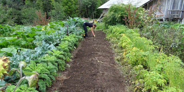 Permaculture : comprendre les principes et mettre en place au jardin