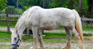 Le cheval de trait crème américain : faits marquants