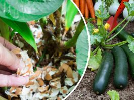 Les coquilles d'œuf : semez-les au jardin et découvrez l'incroyable secret que tous les jardiniers connaissent !