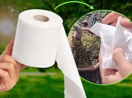Papier hygiénique dans les plantes : l'astuce incroyable des pépiniéristes qui défie l'imagination