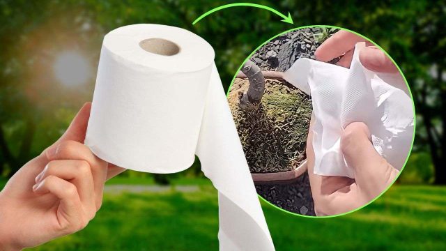 Papier hygiénique dans les plantes : l'astuce incroyable des pépiniéristes qui défie l'imagination