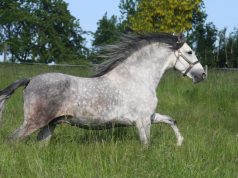 100 noms de chevaux gris : découvrez des idées inspirantes pour des montures aériennes et dynamiques !