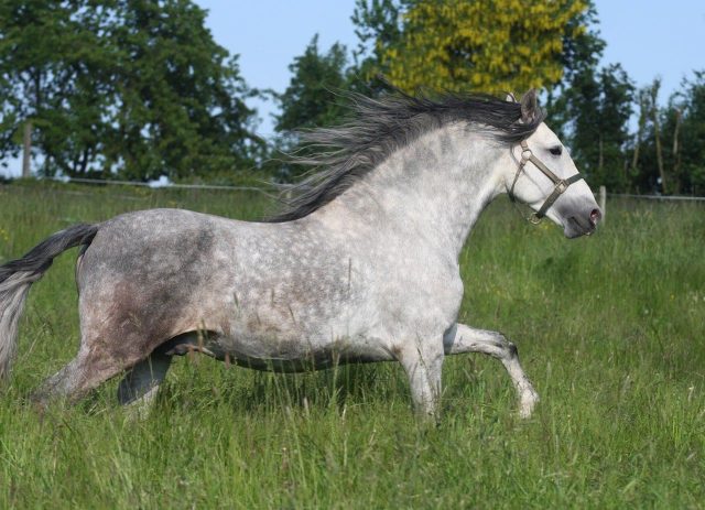 100 noms de chevaux gris : découvrez des idées inspirantes pour des montures aériennes et dynamiques !