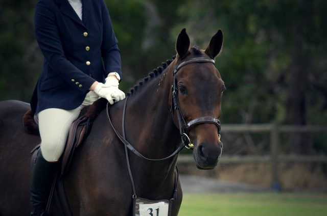 13 races de chevaux à allures incroyables : vous adorerez les monter !