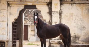 13 races de chevaux d'endurance : découvrez les champions de l'ultra-distance en équitation
