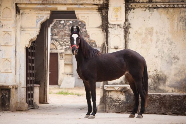 13 races de chevaux d'endurance : découvrez les champions de l'ultra-distance en équitation
