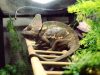 15 plans de cages pour caméléons à réaliser dès aujourd'hui : transformez votre intérieur en véritable havre de paix pour vos reptiles !