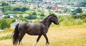 17 races de chevaux anglais : découvrez les incontournables du monde équestre !