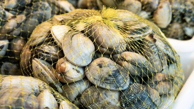 Comment congeler les palourdes crues sans risque pour la santé : retrouvez le goût des palourdes fraîchement achetées !