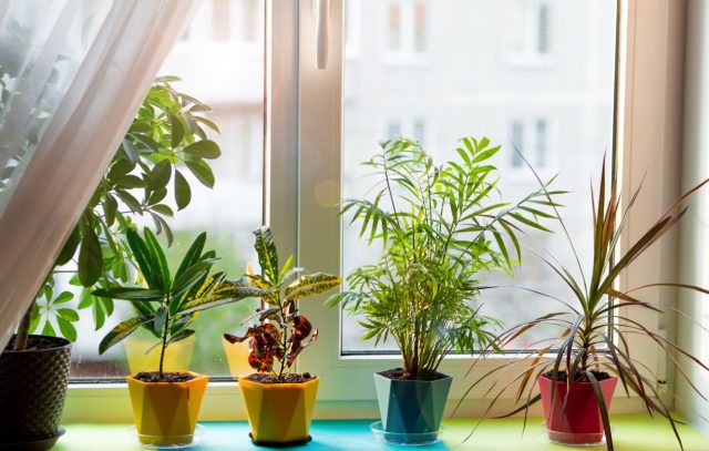Comment préserver ces plantes d'intérieur prétendument faciles