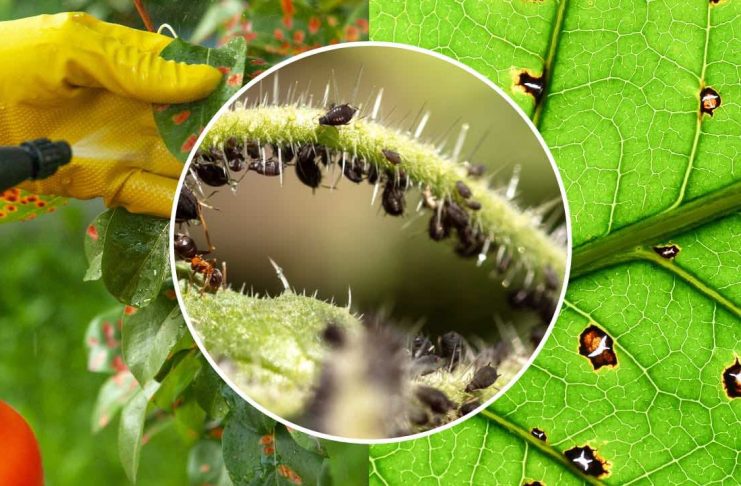 Découverte : éradiquer cet insecte des plantes