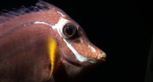La maladie du trou dans la tête chez les poissons : causes