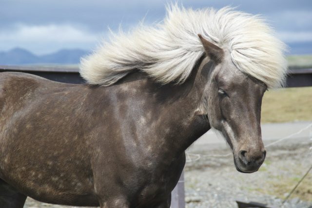 La sensibilité dans la crinière des chevaux : ce que vous devez découvrir pour mieux comprendre nos amis équins