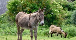 Les ânes et les chèvres : cohabitation harmonieuse ou problématique ? Découvrez si vous pouvez les garder ensemble.