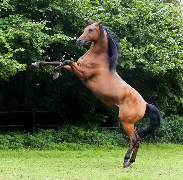 Les races de chevaux préférées de la police : découvrez les équidés partenaires de nos forces de l'ordre !