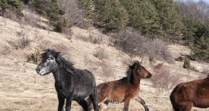 L'hybride mystérieux : un hinny peut-il se reproduire ? Tout ce qu'il faut savoir sur la reproduction de cet animal étonnant !