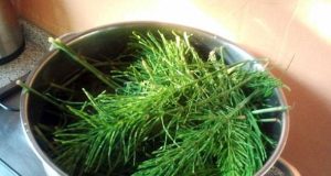 Prêle: comment préparer un pesticide végétal naturel pour protéger votre jardin ?