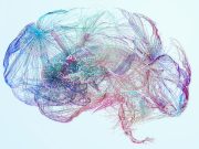Trouver l'équilibre : le rôle crucial de l'hypothalamus dans la régulation de notre santé