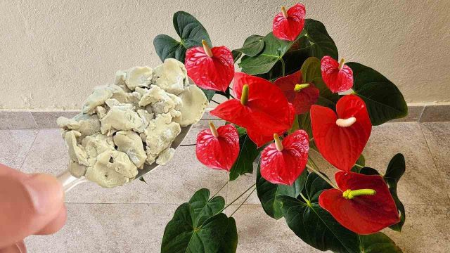 Cultivez des fleurs d'Anthurium qui feront pâlir le quartier de jalousie avec leur explosion de couleurs !