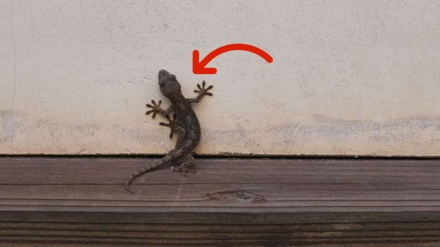 Les secrets méconnus et méthodes naturelles d'élimination des geckos envahissant votre maison