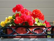 Balcons modestes : Ces magnifiques fleurs fleuriront même à l'ombre alors que les autres fanent !