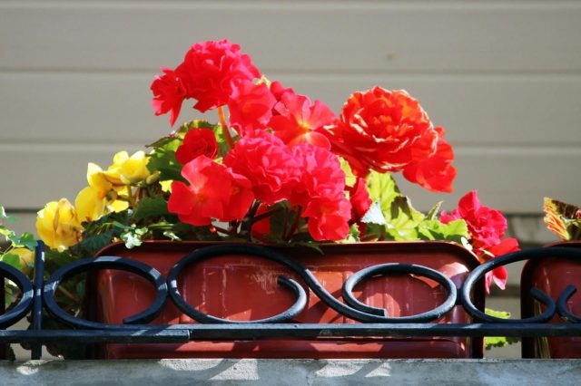Balcons modestes : Ces magnifiques fleurs fleuriront même à l'ombre alors que les autres fanent !