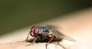Faites ceci et vous oublierez les mouches sans produits chimiques ni tapettes