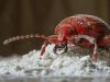 Charançon rouge dans la farine : comment s'en débarrasser avec des remèdes de grand-mère ?